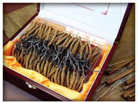 义县冬虫夏草回收